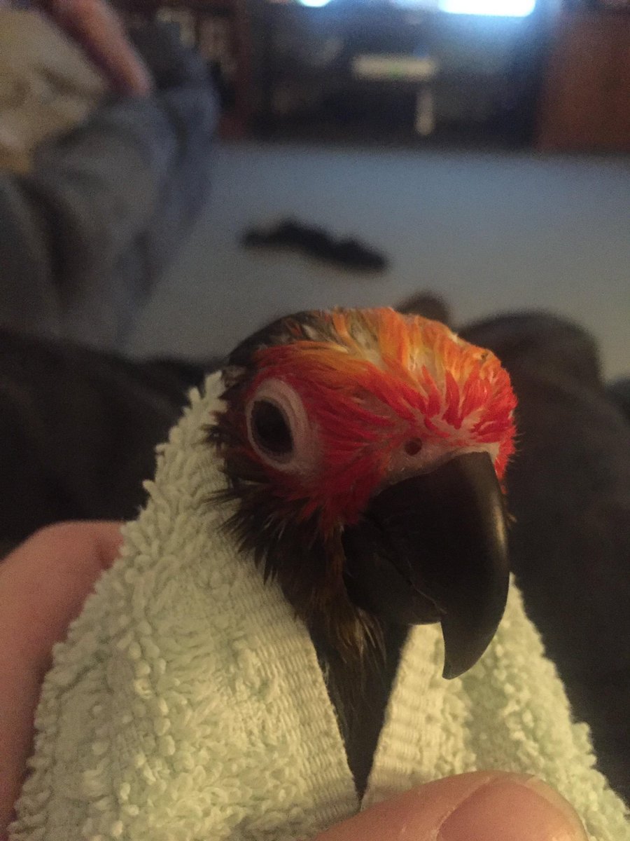 humbracker's tweet image. ime,     In . a towle