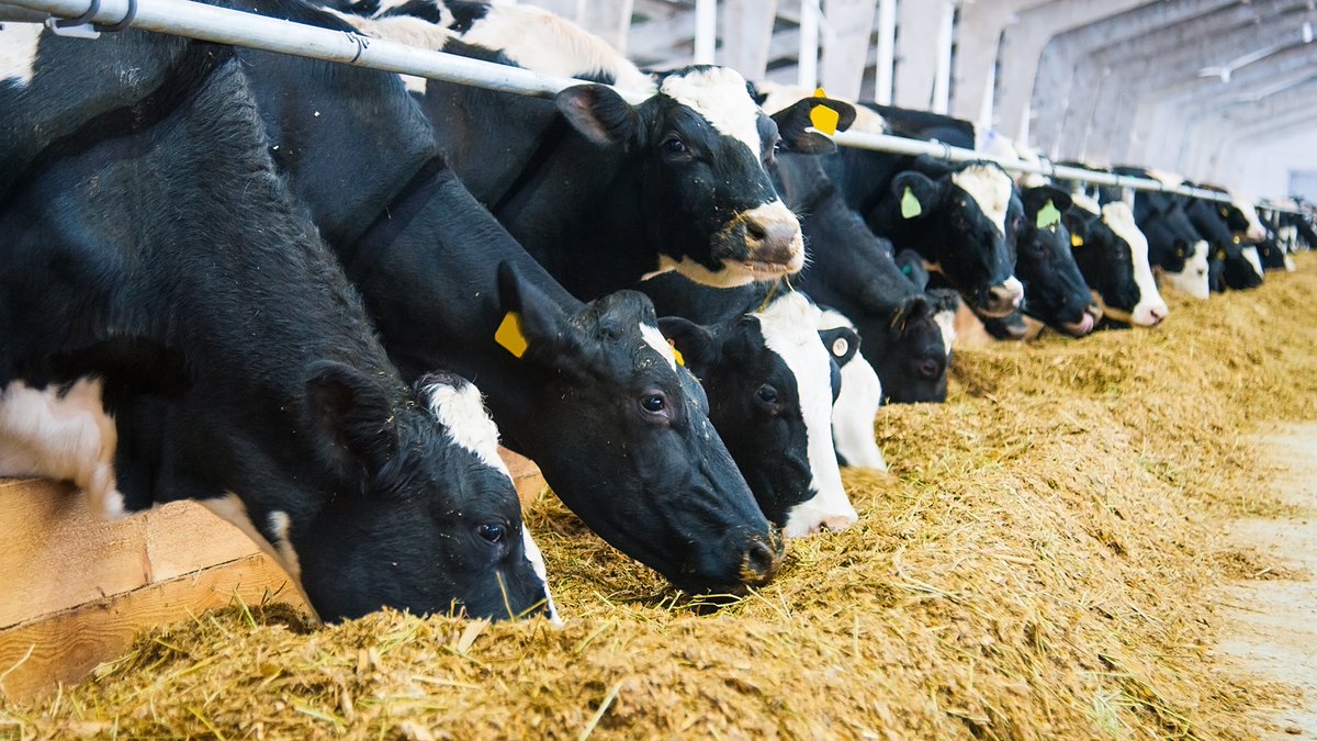 Lame cows in robot herds are a bottleneck. A strategically placed footbath and frequent use can improve hoof health in AMS herds. farmprogress.com/dairy-cattle/f….