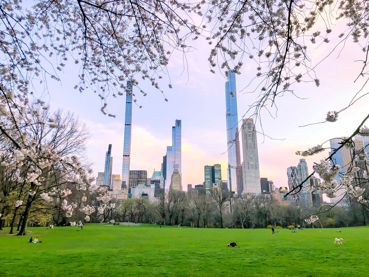 gigi_nyc's tweet image. Yesterday at the Sheep Meadow @CentralParkNYC #NYC #SignsofSpringNYC 🌸🌸