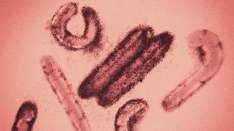 ⚠️ BREAKING: 

The UAE 🇦🇪 is advising all citizens and residents who travelled back to the country from the Marburg affected areas to isolate themselves and seek medical attention.