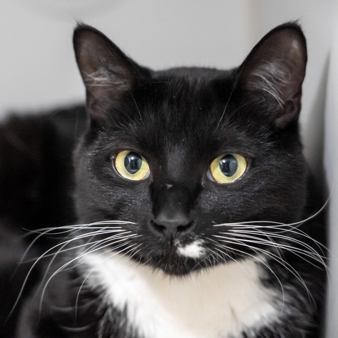 WinnipegHumane's tweet photo. 🐾👋 Say hello to Spot! This 1-year-old likes the quiet, slow things in life, but his absolute favourite things are pets, treats, snuggles...or more treats. Spot is looking for his purrfect match. If that may be with you, visit him at the shelter at 45 Hurst Way! #adoptdontshop https://t.co/zxnZOD2gq8