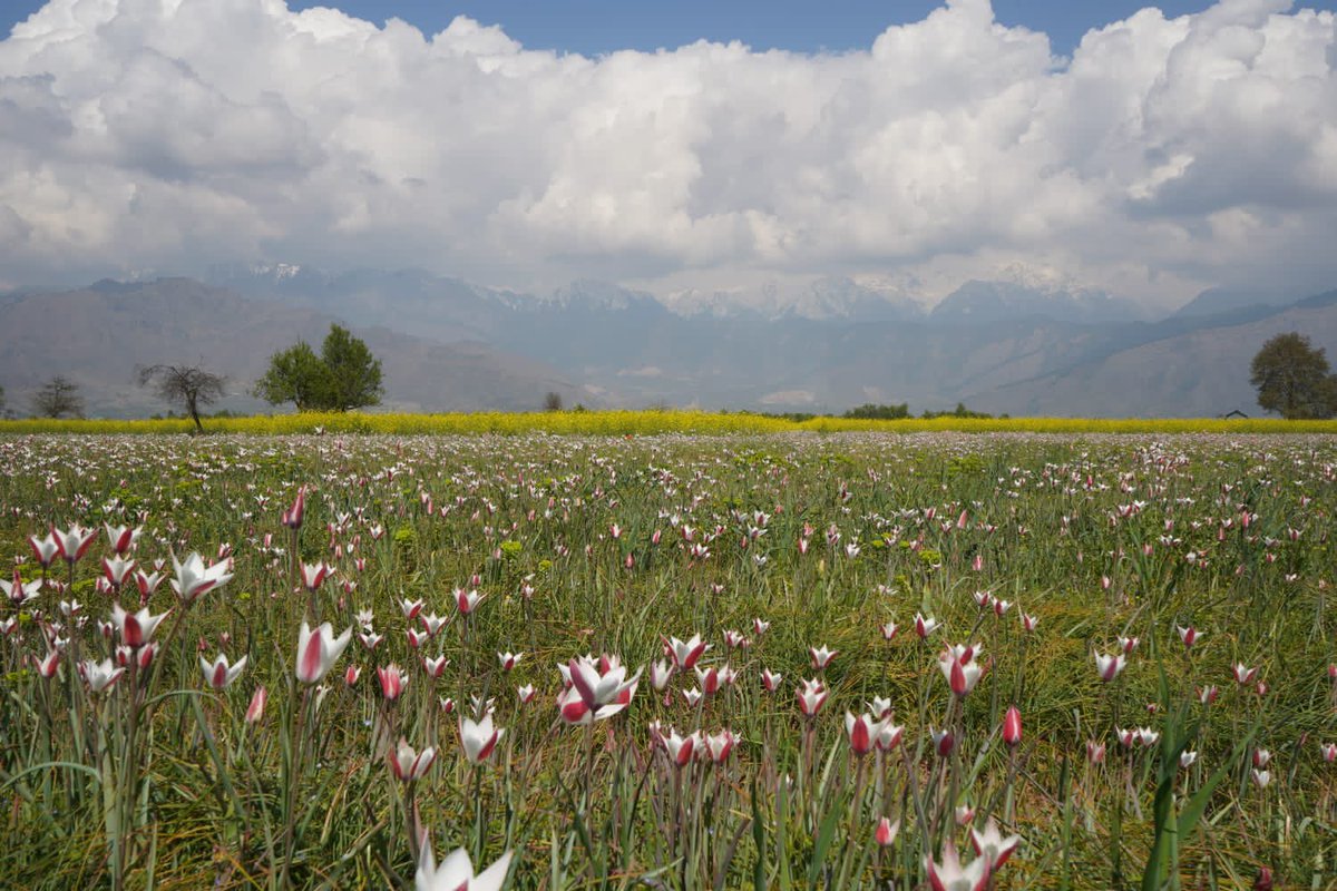 The real tulip garden of Kashmir… #tulips #fields #spring #kashmir #pampore #countryside #paradise #beautifuldestinations #adventure Pc: Aqib Bhat