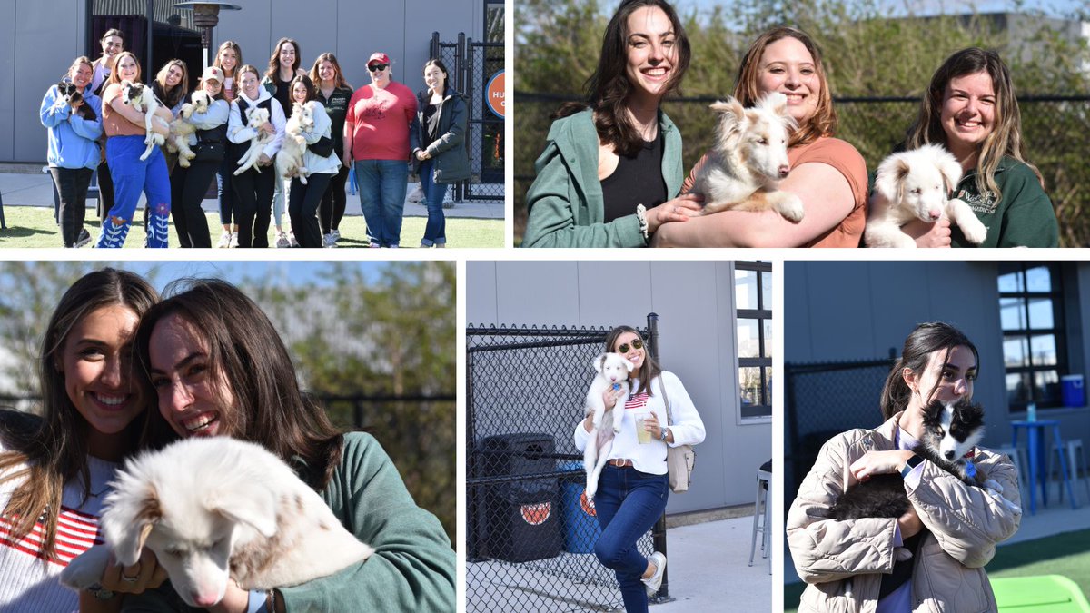 WashUPACS's tweet photo. Huge congratulations to all the PACS students who organized the amazing "De-Stress with Dogs" event! Great to see efforts towards health &amp; wellness &amp; interaction with @Gatewaypets &amp; @speakstlouis. Thanks to #WashU @BeckerLibrary and Feuerstein Health &amp; Wellness for their support! https://t.co/I6q6KdExFq
