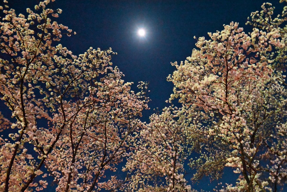 nao33nao33's tweet photo. #Nikon #Z5 で #夜桜、#手持ち撮影 の限界に挑戦!
#ISO25600、シャッター速度1/4と1/5
ボディ内手ぶれ補正もよく効いてるね
人気がいまいちの Z5、数世代前の裏面照射ではないCMOSでも、十分行けますなーと😎
#ニコンZ5 #NikonZ5 #nikonphotography #桜2023 #桜 #CherryBlossom #flowerphotography https://t.co/6jJUee6Ojw