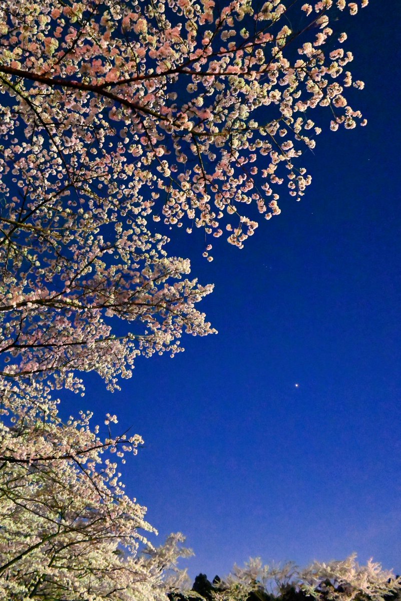 nao33nao33's tweet photo. #Nikon #Z5 で #夜桜、#手持ち撮影 の限界に挑戦!
#ISO25600、シャッター速度1/4と1/5
ボディ内手ぶれ補正もよく効いてるね
人気がいまいちの Z5、数世代前の裏面照射ではないCMOSでも、十分行けますなーと😎
#ニコンZ5 #NikonZ5 #nikonphotography #桜2023 #桜 #CherryBlossom #flowerphotography https://t.co/6jJUee6Ojw