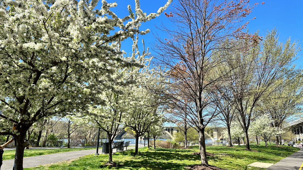 zepyaf's tweet photo. Un bref passage à Washington pour admirer la fin des #cherryblossoms à Georgetown au soleil, avant de rentrer cette nuit. #AF054 #AF055 https://t.co/Wy9jPUbqx6