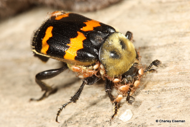 Charley Eiseman tweet media