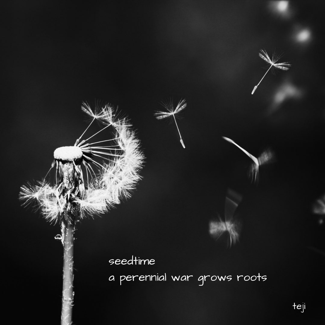 TejiSethi's tweet photo. #waleshaikujournal #seedtime #war #haiku https://t.co/otUJVW2DjZ
