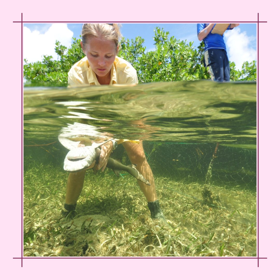 GillsClub's tweet photo. Of the many projects Lauran is involved with, she is investigating lots of sharky things from juvenile bull sharks to shark mitigation in fisheries! Hear from Lauran herself THIS WEEK at Shark Center Chatham. Register at the link in our bio! #SmartAboutSharks https://t.co/A8ew8zbljY