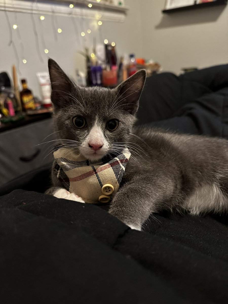 OhhJustinee's tweet image. My boy 🤍 #StormCloud 🌀