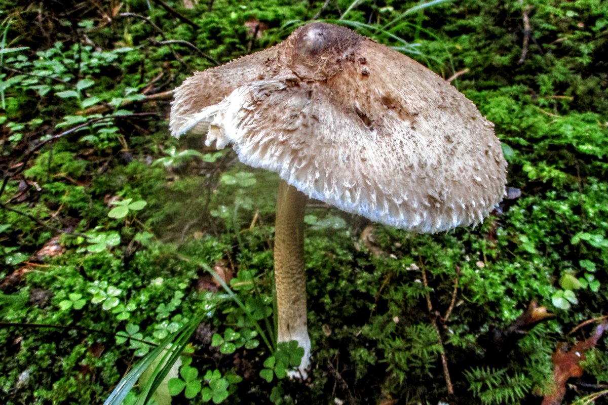 #parasolmushroom #fungi #mushrooms #photography