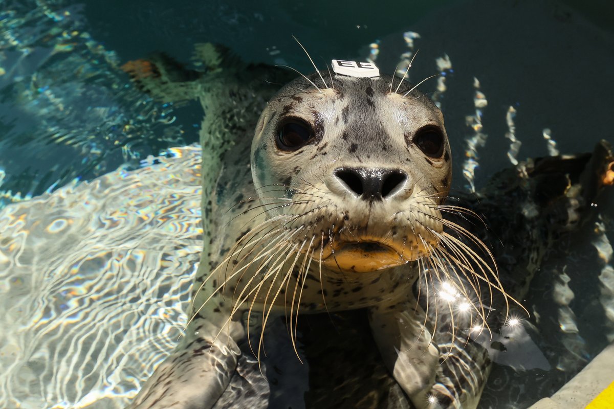 The Marine Mammal Center tweet media