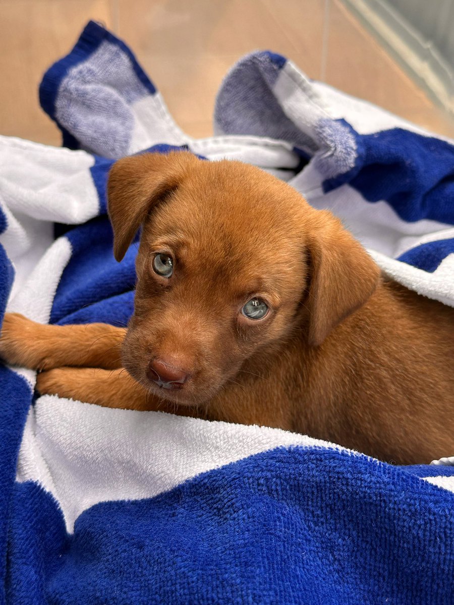 abdalao's tweet photo. Les presento a Penny Lane, my nueva hija 🤍 es adoptada así que no sabemos exactamente cómo va a ser, les voy actualizando 🤣 https://t.co/waIGYDOqaX