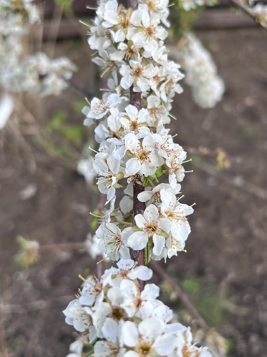 iplantsman's tweet image. Marvellous #Mirabelle (Prunus cerasifera ‘Golden Sphere’).  Even as a young #plant the flowering is prolific! 

Mirabelle or Cherry Plums  are extremely hardy, easy to grow &amp;amp; produce small (golf ball sized) rounded fruits.  Good to eat, great as a preserve. Hoping for some fruit!