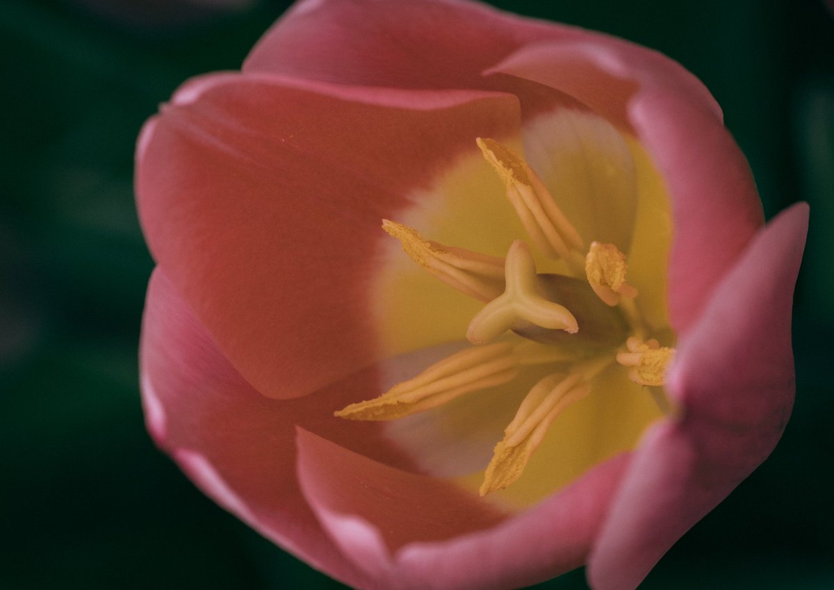 Nature Close Up World
-近接の花の世界-

#Nature #closeups #tulip #500pxrtg