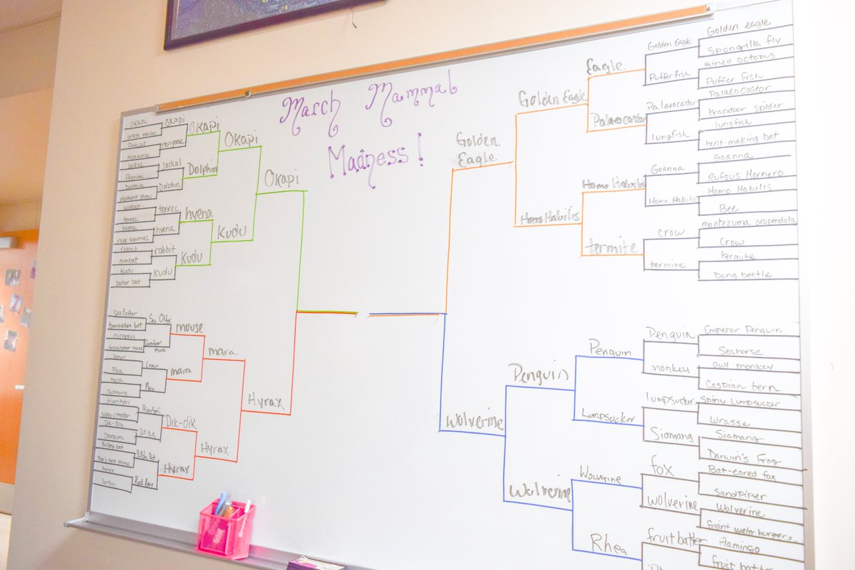 March Madness may be over but March MAMMAL Madness isn't! 🐾 Ms. Lanning's classes have been filling out their brackets and researching mammals throughout the month of March and it's down to the Okapi and Wolverine! 😲 Comment down below who you think will win!