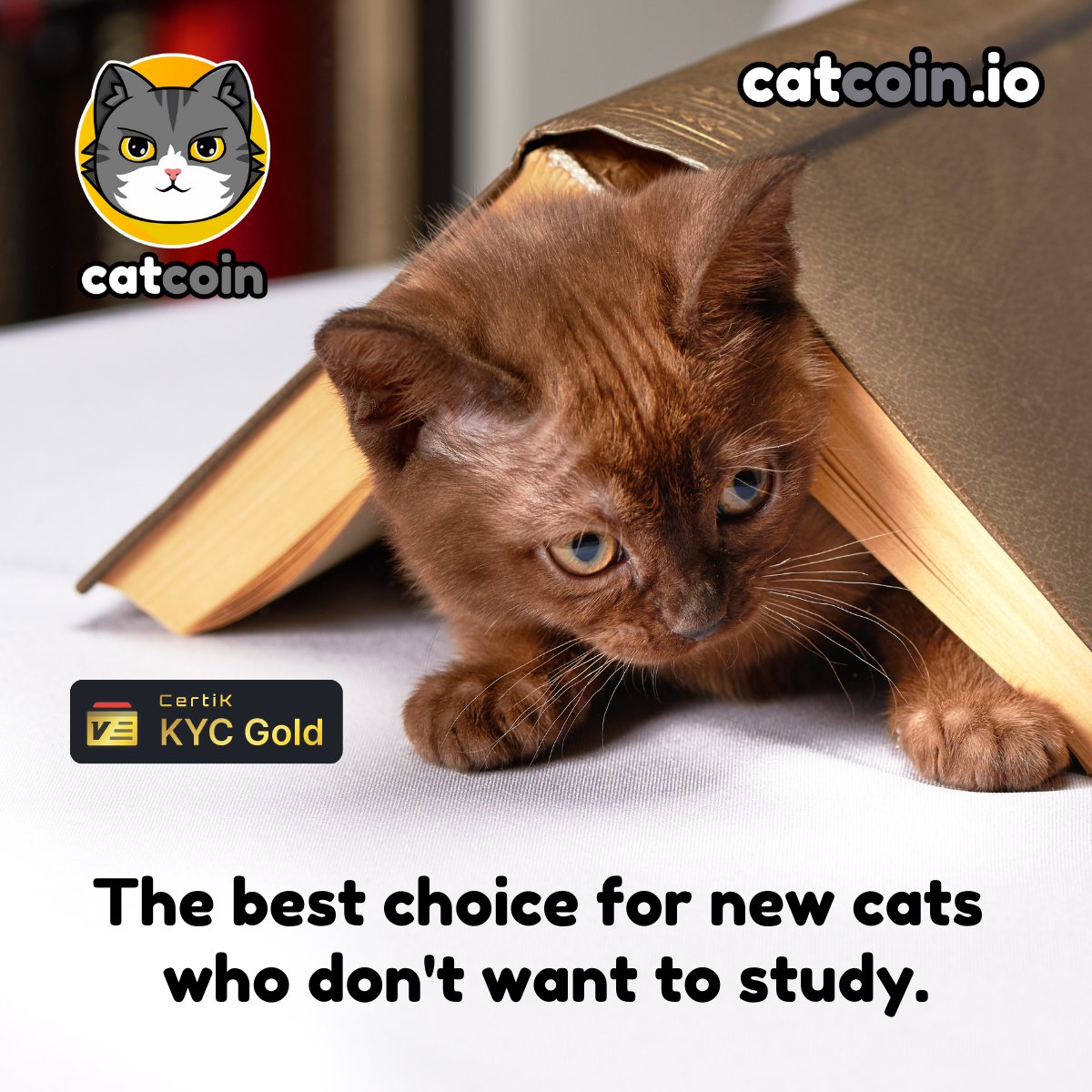 officialcatcoin's tweet photo. There's lots to learn in the #crypto world. #Catcoin is a clear, smart choice for new investors looking for a safe #cryptogem. https://t.co/QqJPyZUObU