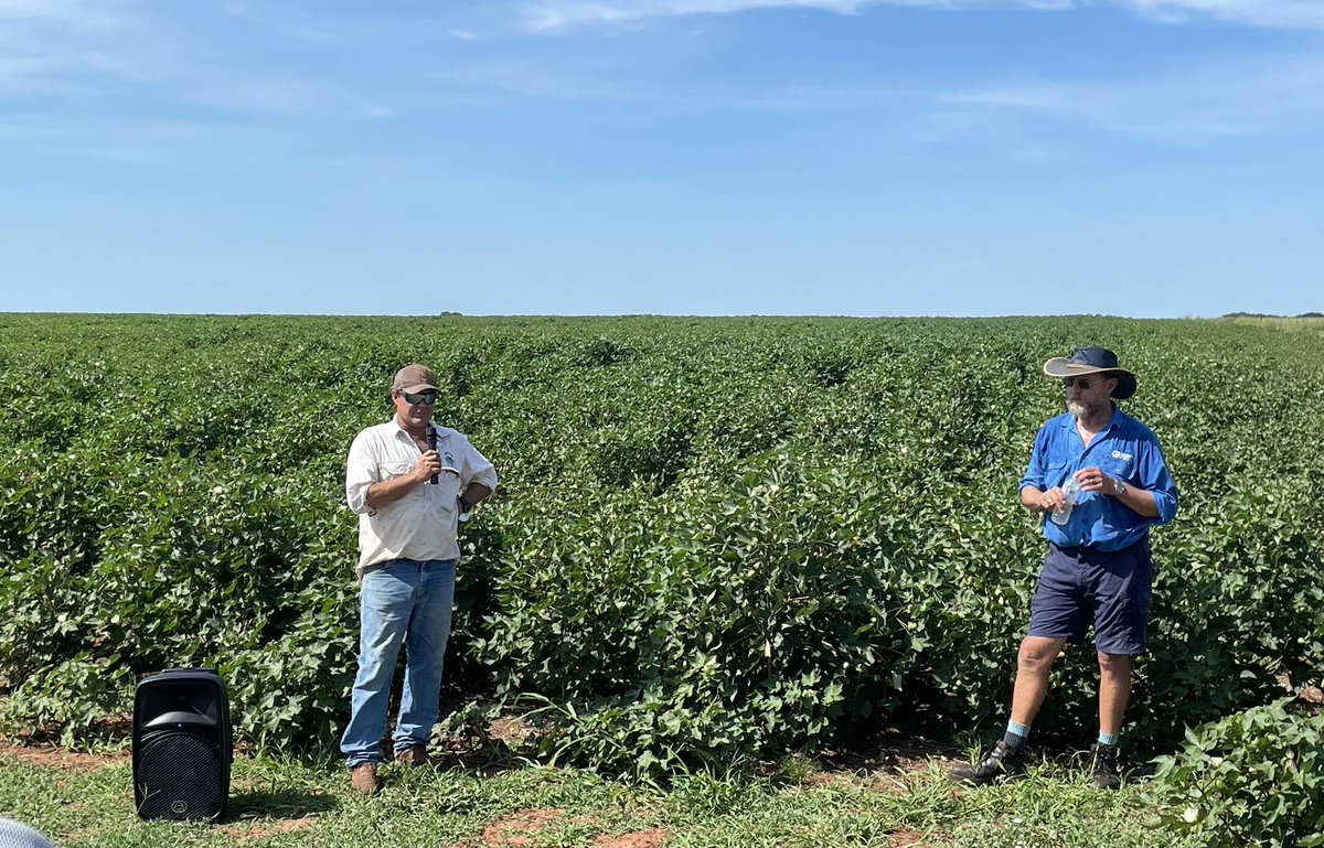 How are cotton crops in the Northern Territory going this year? Find out on today’s NT Country Hour: abc.net.au/radio/programs…
