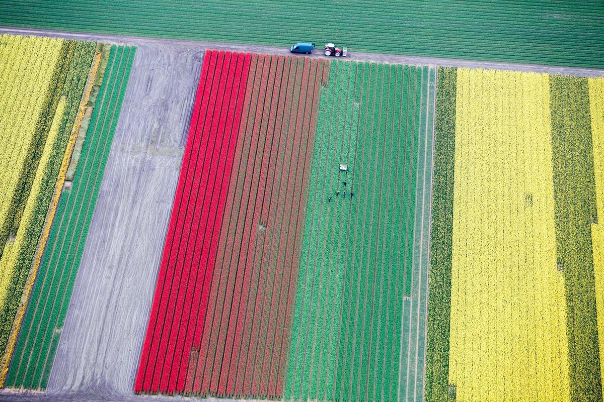 Springtime in the Netherlands. April is tulip month!  What an amazing place to explore.  #holland #tulip #aerial #netherlands #spring #visitnetherlands