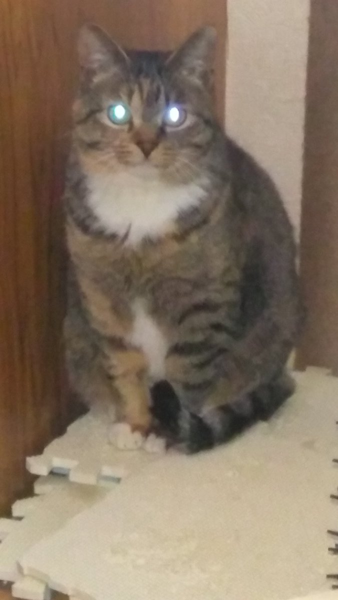 naokoNa54478554's tweet photo. 猫を探してます https://t.co/YMnS7bQiKQ