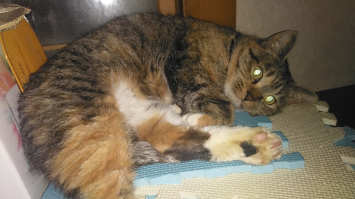 naokoNa54478554's tweet photo. 猫を探してます https://t.co/YMnS7bQiKQ