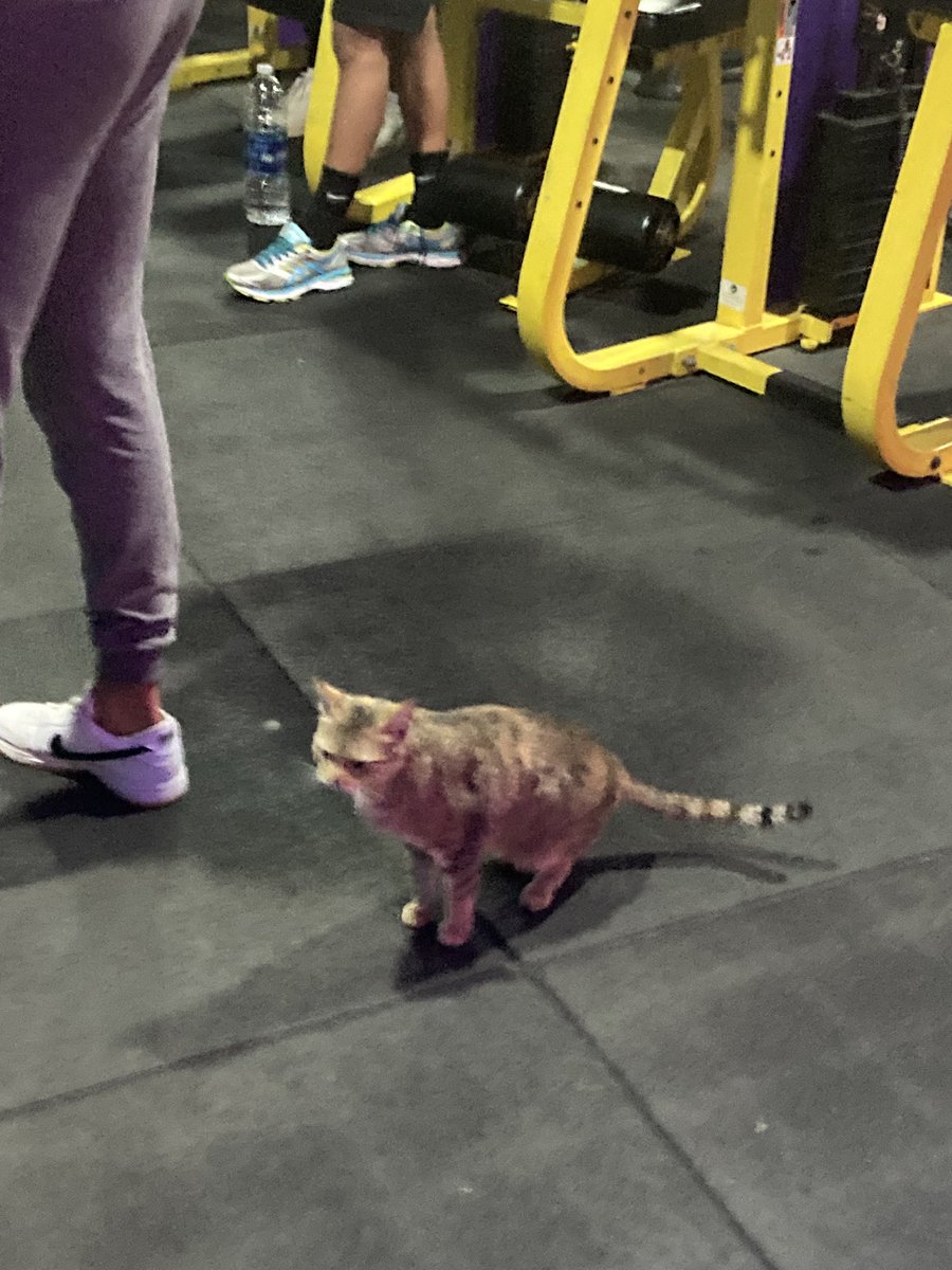 hadik_rom's tweet photo. Kitty wanna get big https://t.co/BzguBR2tcG