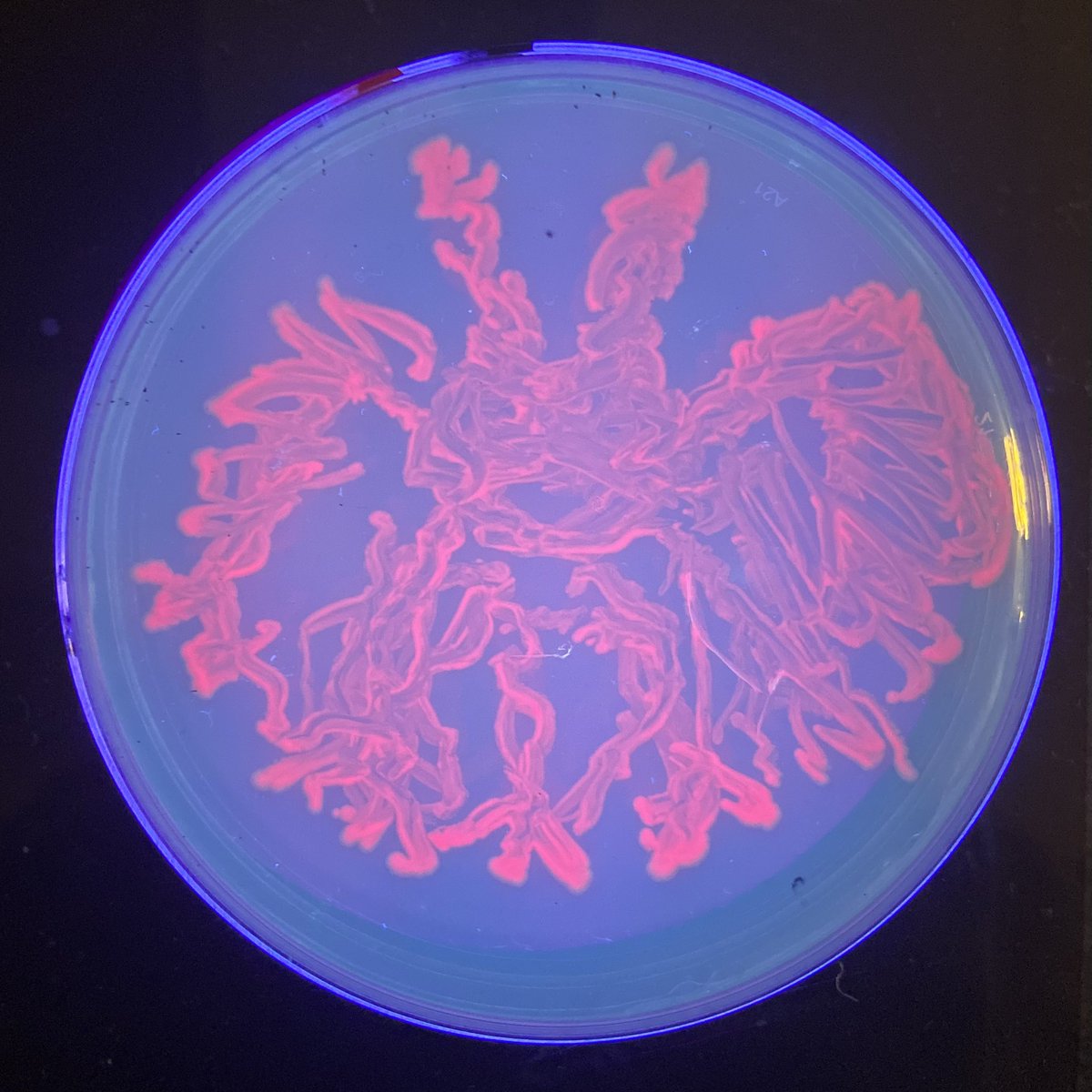 MicrobioUnl's tweet photo. Here are the results from our Agar Art event !!! (Part 1) https://t.co/BSKgax0Pjm