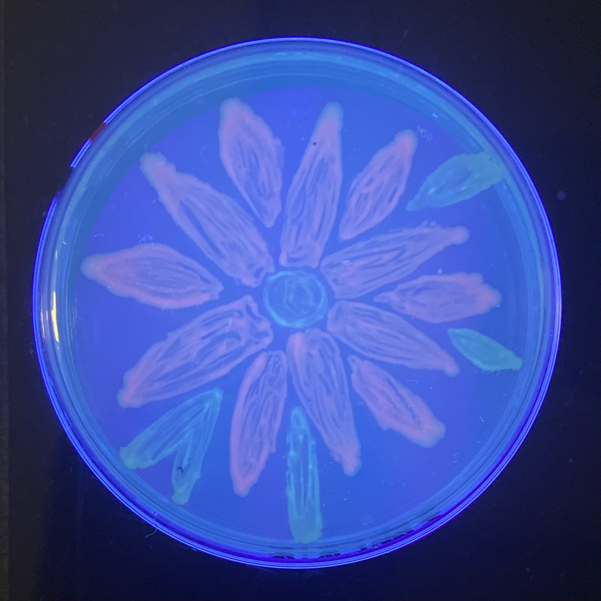 MicrobioUnl's tweet photo. Here are the results from our Agar Art event !!! (Part 1) https://t.co/BSKgax0Pjm