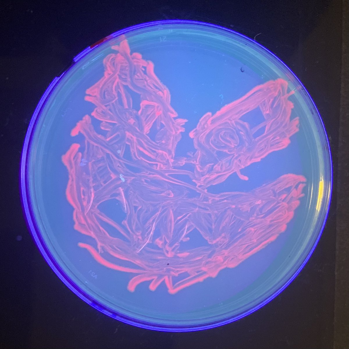 MicrobioUnl's tweet photo. Here are the results from our Agar Art event !!! (Part 1) https://t.co/BSKgax0Pjm