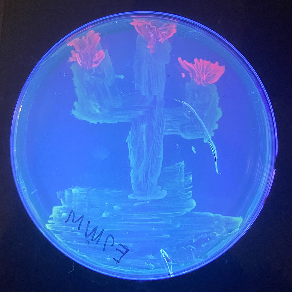 MicrobioUnl's tweet photo. Here are the results from our Agar Art event !!! (Part 1) https://t.co/BSKgax0Pjm