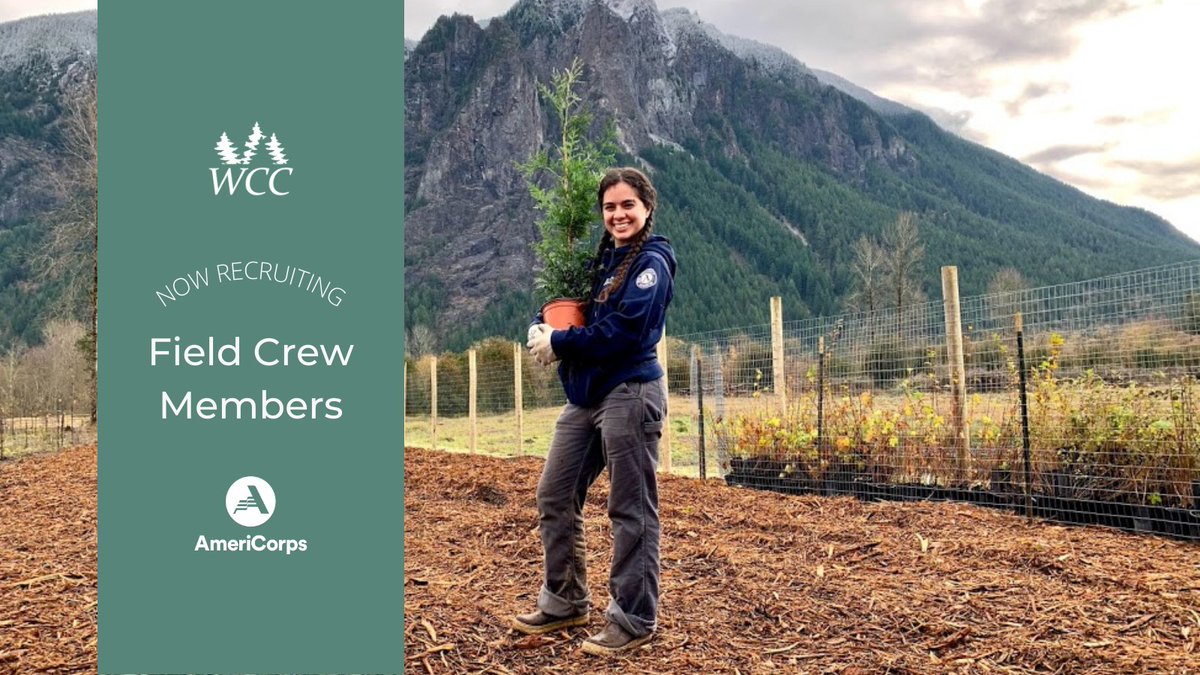 EcologyWCC's tweet photo. Applications for our summer field crew positions are officially open! We are recruiting over 50 AmeriCorps members to support habitat restoration and trail maintenance projects around the state. Head to https://t.co/QxgpRrzXrP for position details and our online application. https://t.co/oS6PoCxKWV