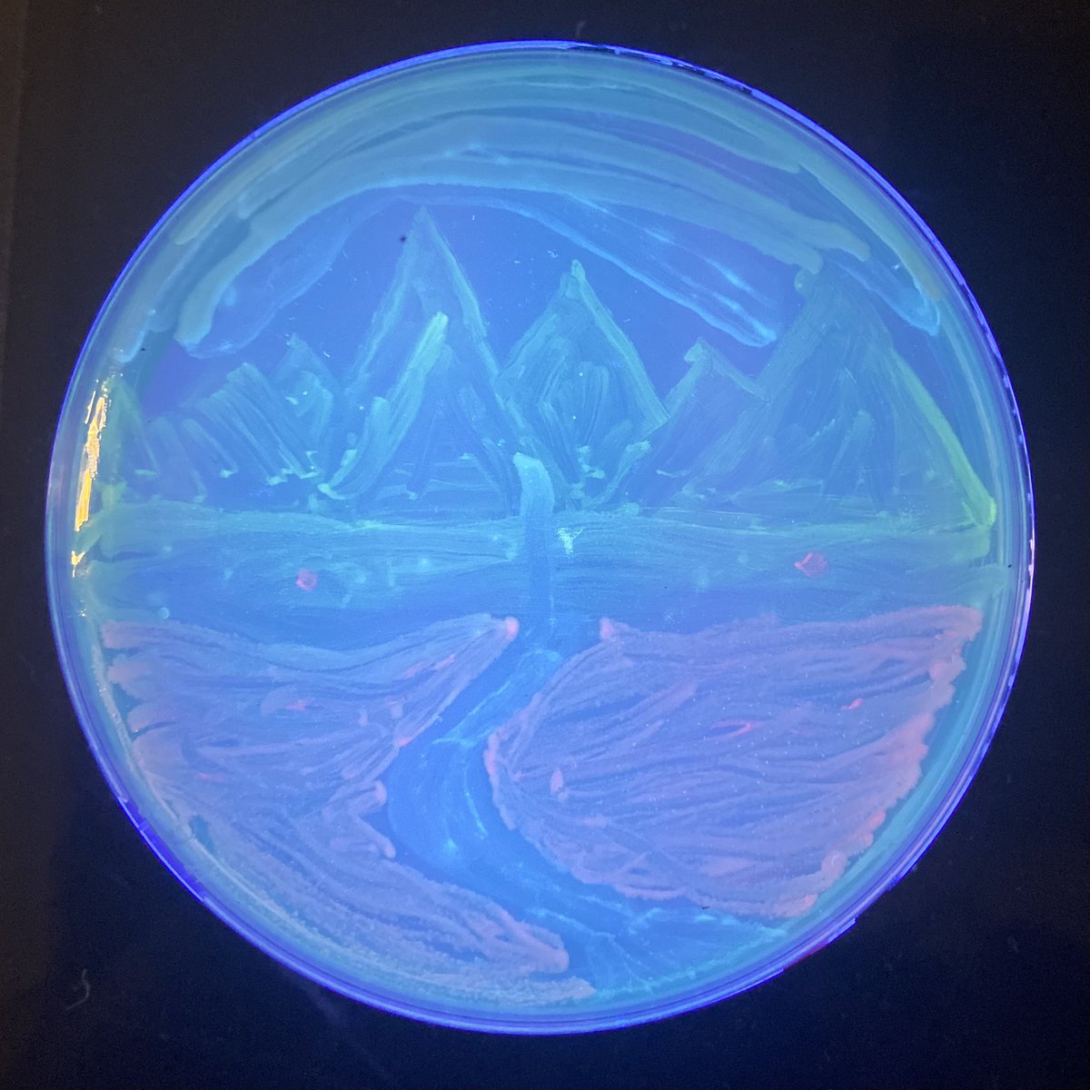 MicrobioUnl's tweet photo. (Part 4) https://t.co/WhC5yBj3sq