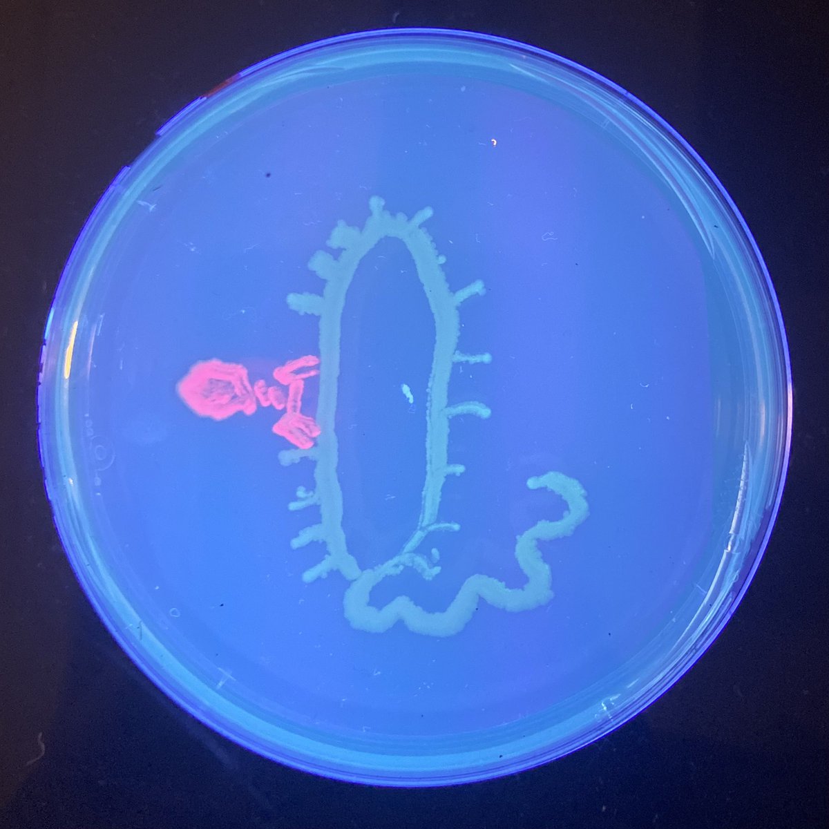 MicrobioUnl's tweet photo. (Part 4) https://t.co/WhC5yBj3sq