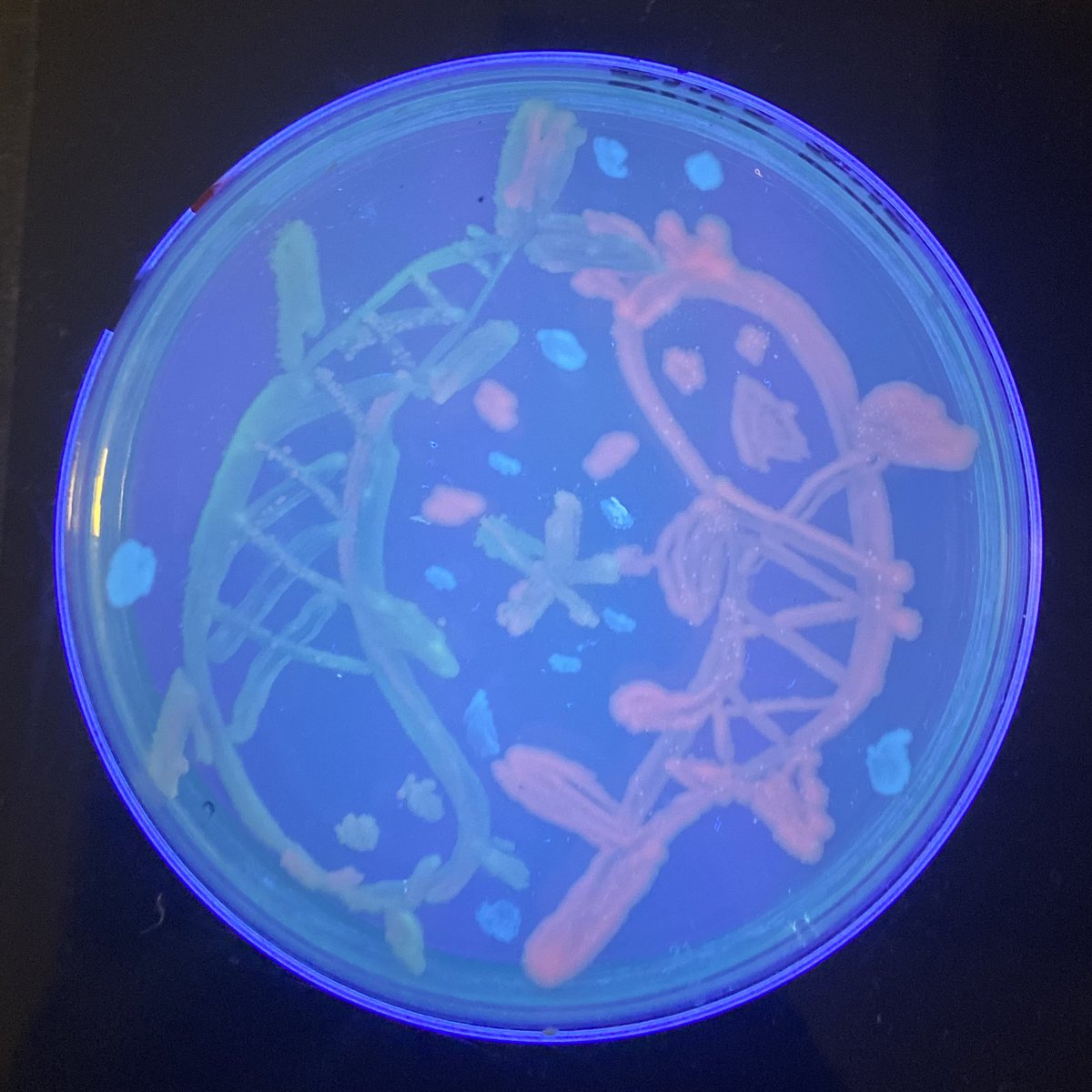 MicrobioUnl's tweet photo. (Part 4) https://t.co/WhC5yBj3sq