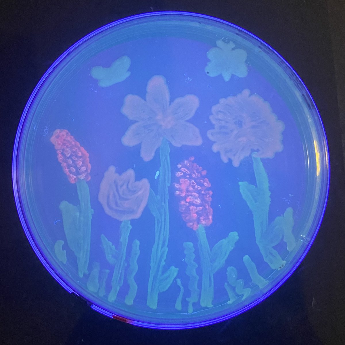 MicrobioUnl's tweet photo. (Part 4) https://t.co/WhC5yBj3sq