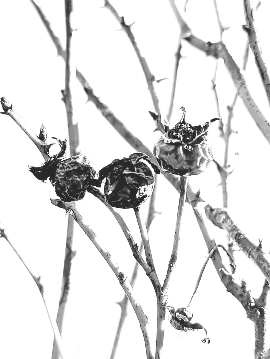 TIHSON2's tweet photo. Exposure is a continuum. It is what vision dictates.
#tihson2 #blackandwhite #bnw #blackandwhitephotography #bnwsouls #badass_bnw #photography #rawbnw #bnwphotography #abstractphotography #fineartphotography #dailyphotography  #highcontrastbw https://t.co/GuV3VBPZ6n