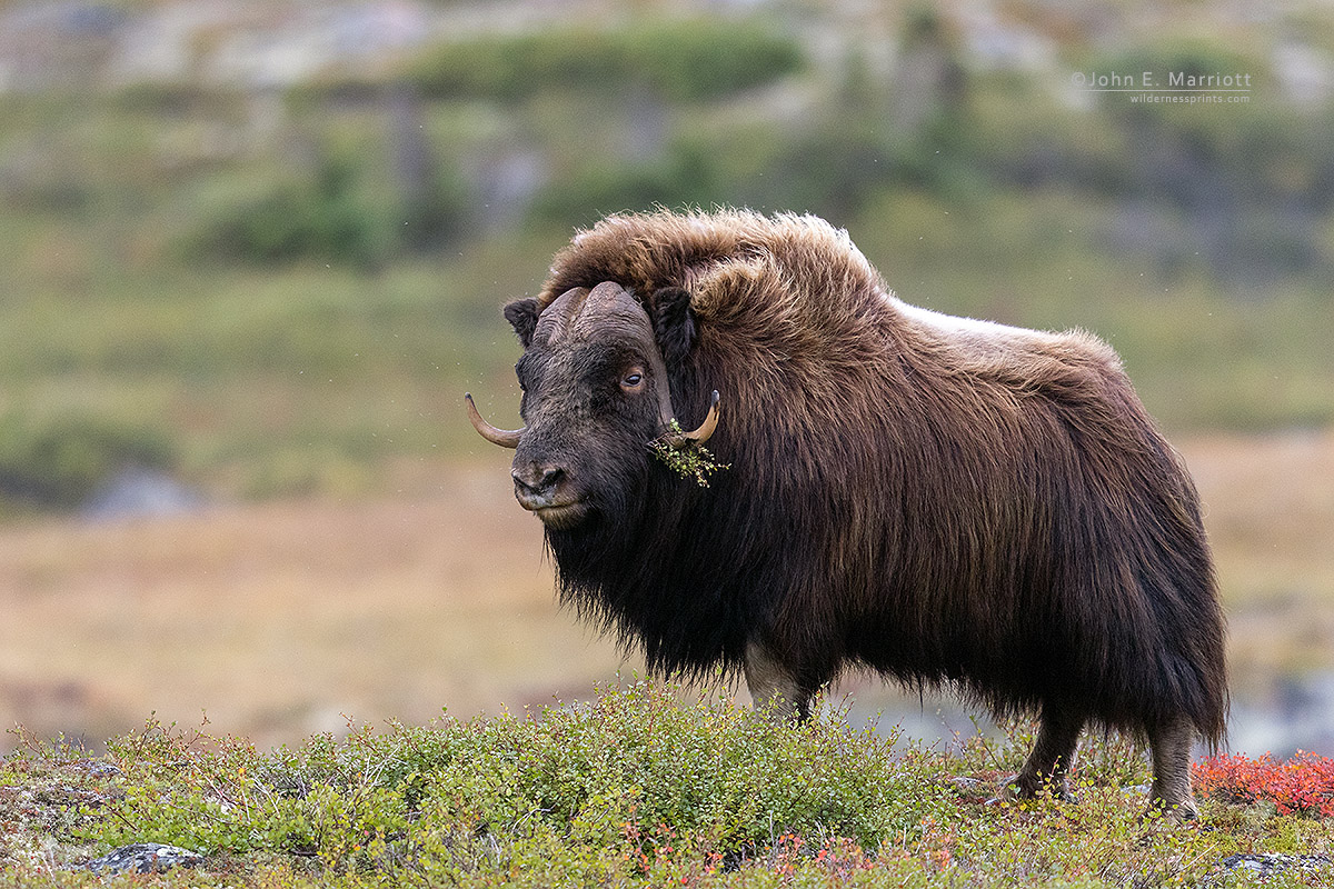 Who  wants to come photograph muskox in Nunavik with me in September? Two  spots have just freed up on this epic adventure into the northern barrenlands, check out details at canwildphototours.com/phototours/