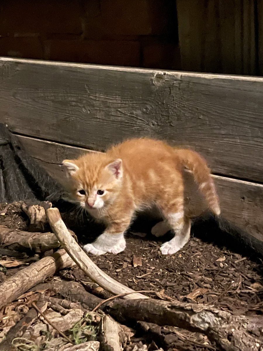 ArtiiCat's tweet photo. Kittens are the best https://t.co/lELANjg3dg