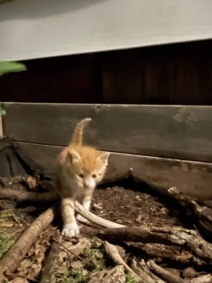 ArtiiCat's tweet photo. Kittens are the best https://t.co/lELANjg3dg