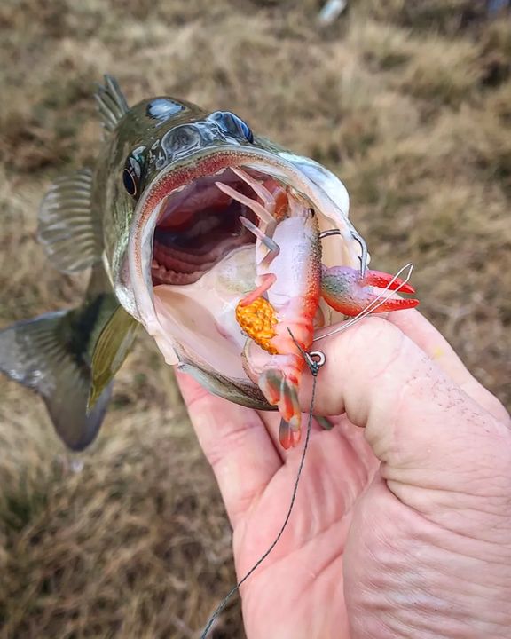 chasebaits's tweet image. What's your favorite color in our Mudbug range?

Let us know in the comments below.⬇️
🎣@all_starr_fishing

✅Floating Claws &amp;amp; Thumping Tail
✅ Vibrating Legs
✅Tough TPE Construction
✅Wire Weed Guard

#Chasebaits_USA #Chasebaits #MudBug #BlueNight #CrawBait #Lure #SoftPlastics