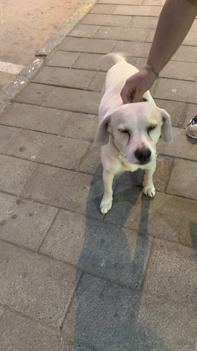 rodLfry's tweet photo. Hola me ayudan con otro retuit, en la plaza de quilpue anda este perrito blanco con collar celeste. Si alguien sabe de quién avise porfa, yo no puedo retenerlo porque tengo dos perritos. https://t.co/UejqGJ1GSl