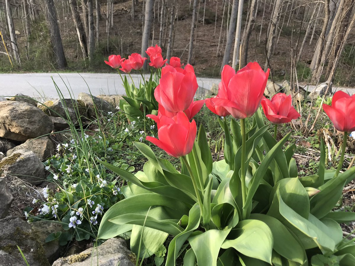 My flowers are finally blooming <3