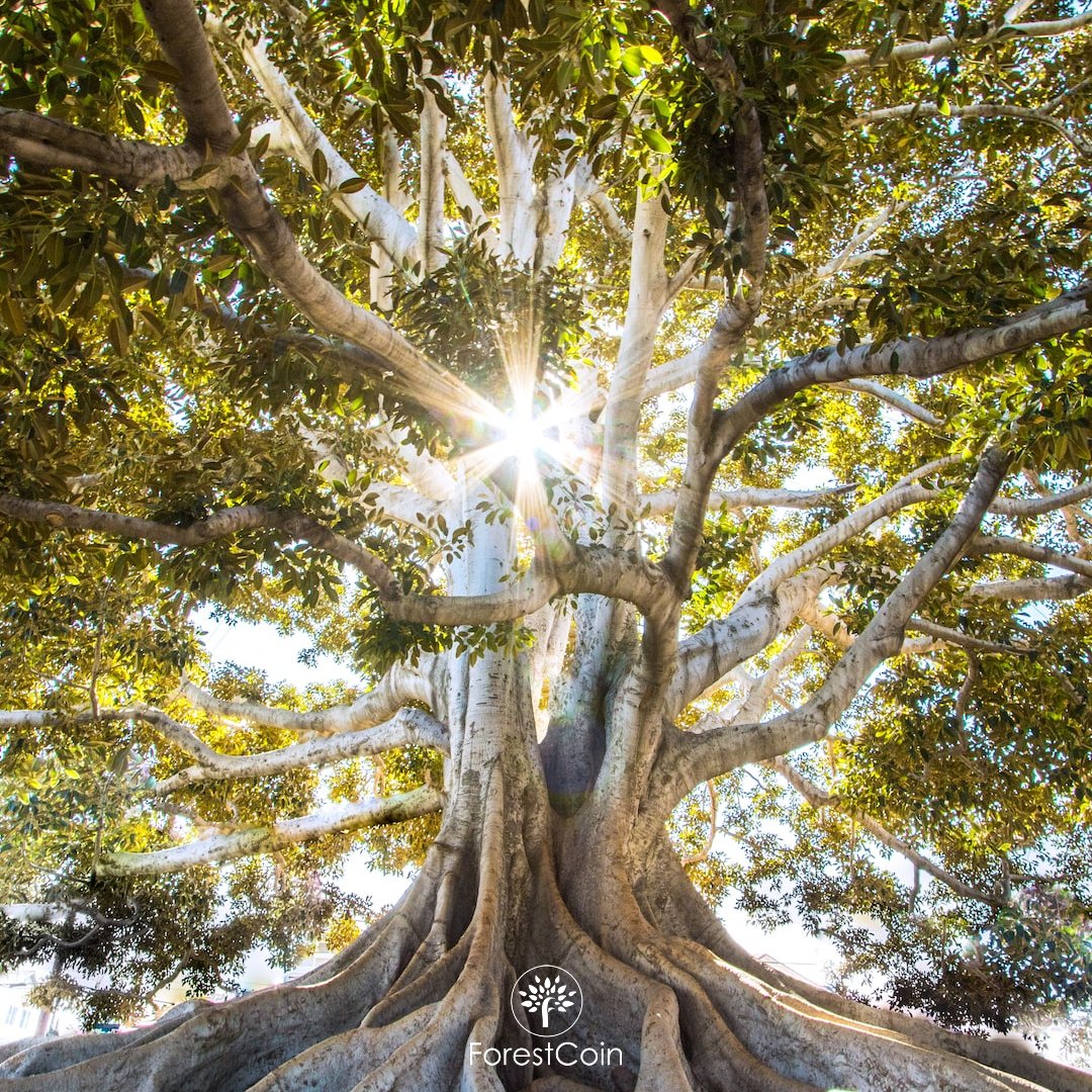 forestcoin.earth tweet media