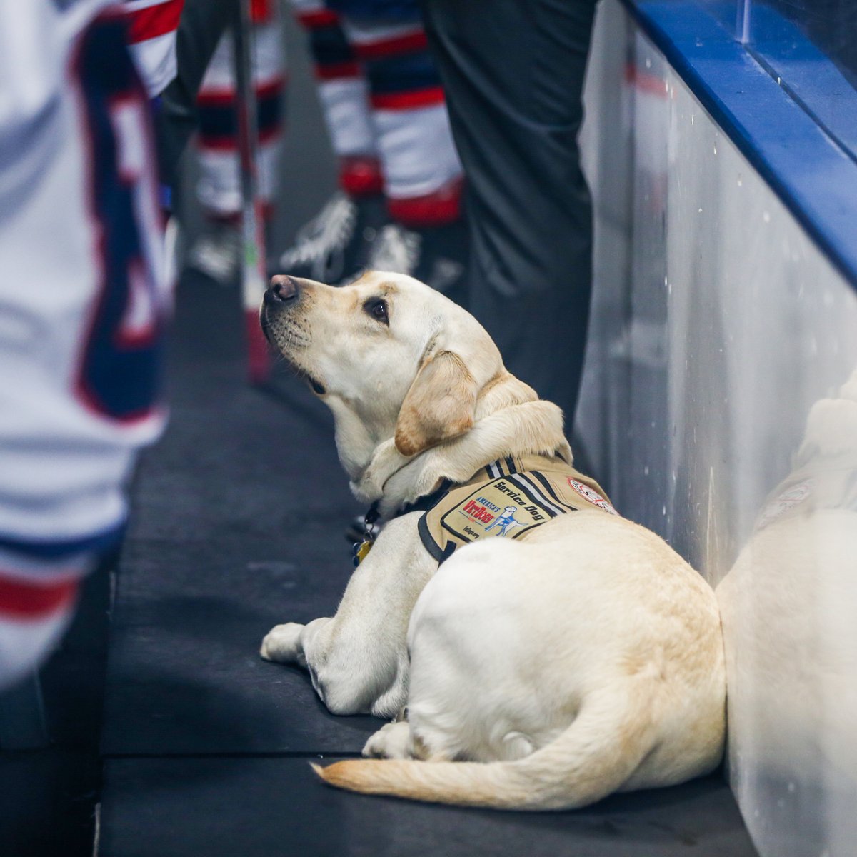 usahockey's tweet photo. Good boy alert at the @Toyota - USA Hockey #DisabledFestival 🥹 https://t.co/OqntWx628G