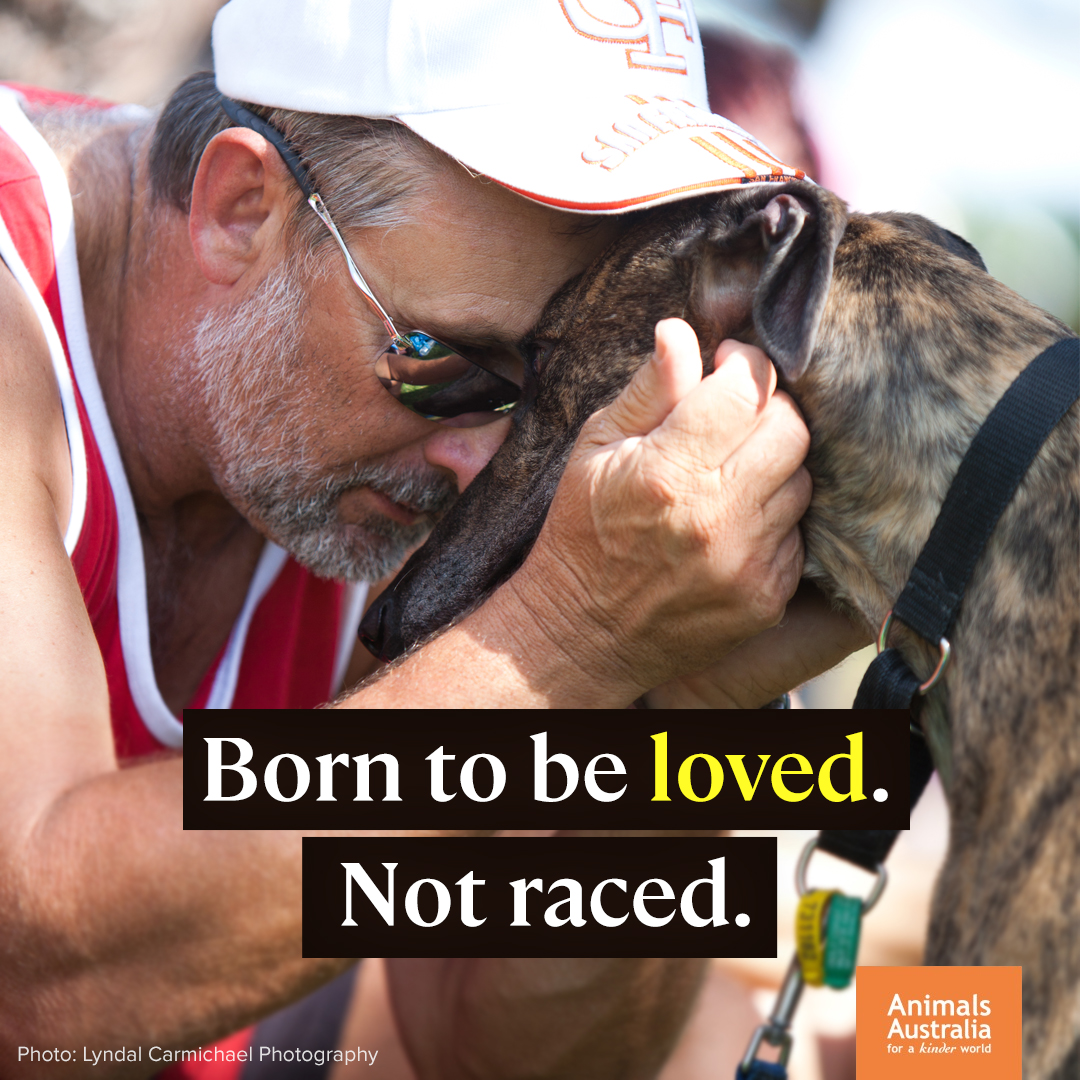 All dogs deserve to be loved who they are — not how much gambling money they make. #AdoptAGreyhoundMonth