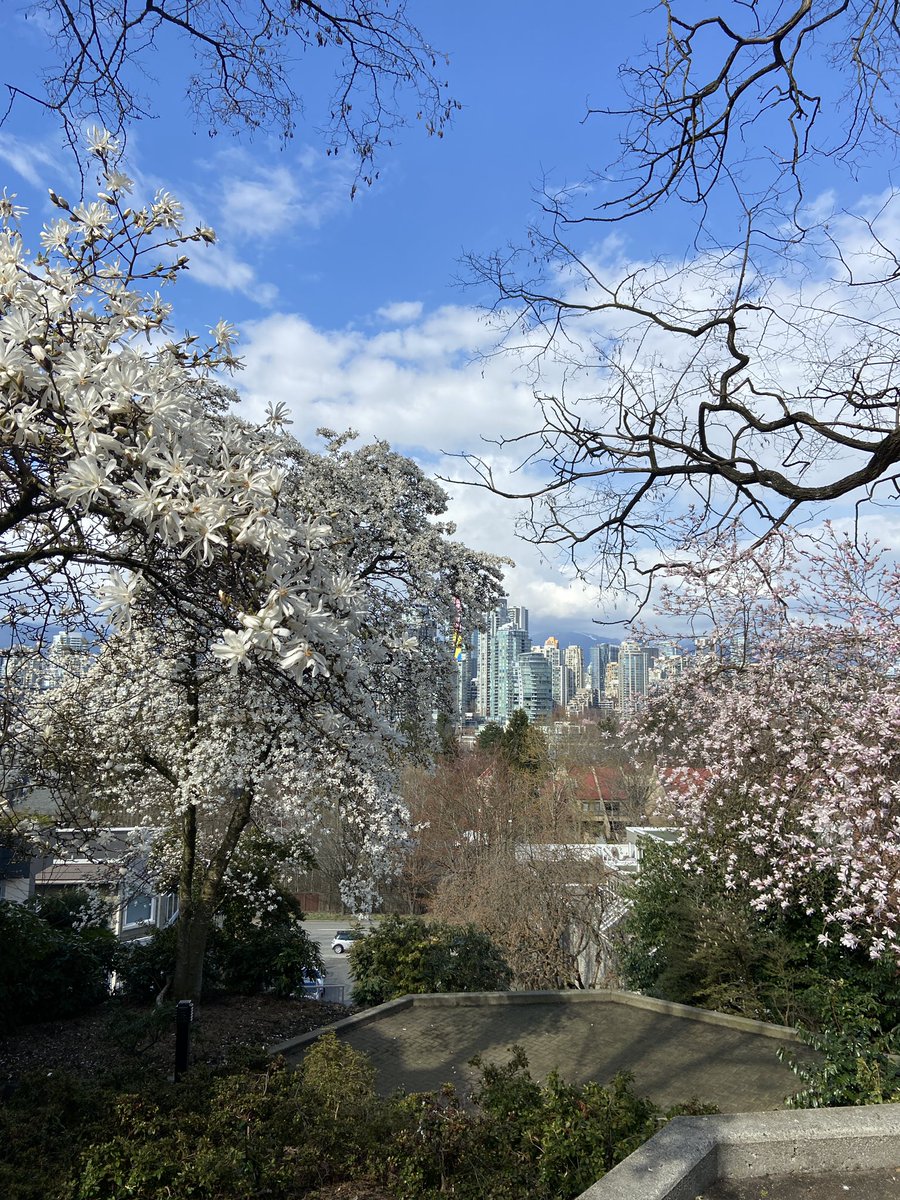 Nothing like a sunny walk in Vancouver when the cherry blossoms are blooming! 🥰🌸