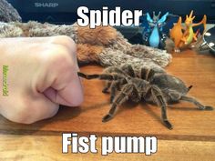 DailyCatsNCrts's tweet photo. Hell yeah, bump me bro!

#spidermeme #spider #arachnid #naturelovers #memes #funny https://t.co/2l4yCtzBME