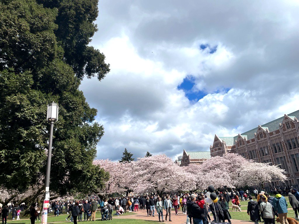 One does not simply walk into the Quad during peak bloom week. 🌸 ⛰️ #lotr #UWcherryblossoms