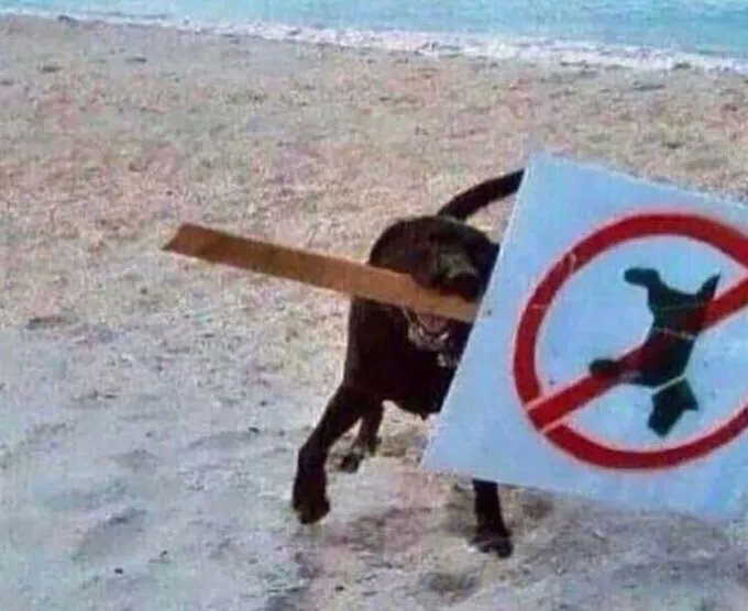 You Had One Job tweet media