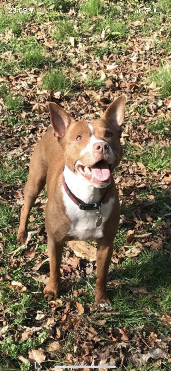 traceymck71's tweet photo. @dog_rates Sasha’s ears didn’t grow either https://t.co/bWOZ2WLu47